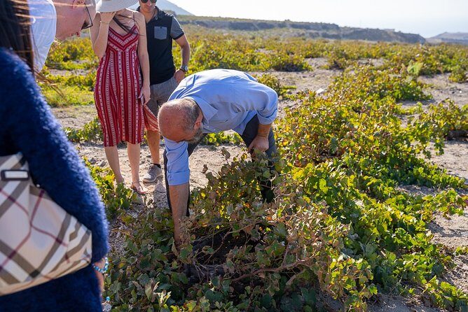 Santorini Wine Roads Tour with Wine Tastings Morning & Sunset - Pick-up and comfort: easy start, scenic roads, no stress