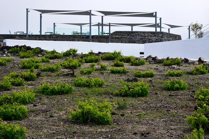 Santorini Wine Tasting and Sunset Getaway Small Group Tour - Who will enjoy this wine getaway most