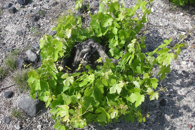 Santorini Wine Tasting & Food Pairing :Taste good life at Santorini - Megalochori and the Kouloura vines