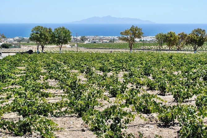 Santorini: Wine Tour with Sunset in Oia - Mesa Gonia Wine Museum: the cave labyrinth that turns wine into a story
