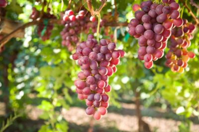 Savor Rhodes: 11-Dish Wine Pairing and Cooking Adventure - Walking through the Rhodes vineyards