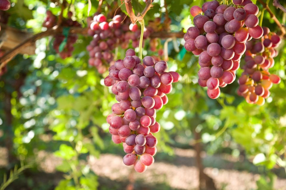 Savor Rhodes: 11-Dish Wine Pairing and Cooking Adventure - Walking through the Rhodes vineyards