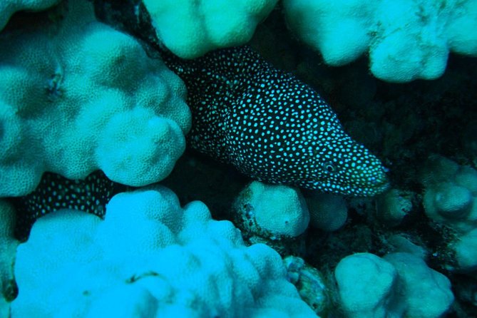 SCUBA DIVE: Kallithea's Underwater Exploration - Why Kallithea works well for a first scuba session