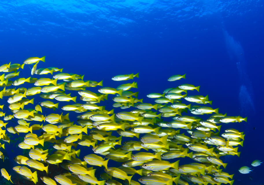 Scuba diving for beginners in crystal clear sea of Halkidiki - What happens at Triton Scuba Diving Center