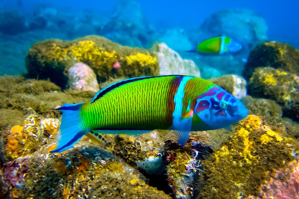 Scuba diving for beginners in crystal clear sea of Halkidiki - Choosing one or two sessions