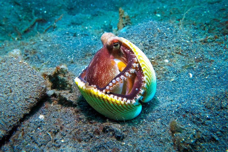 Scuba diving for beginners in crystal clear sea of Halkidiki - What the $106 price includes
