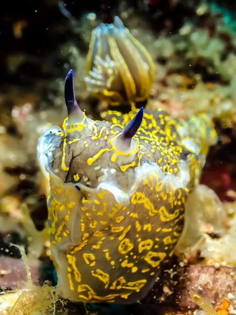 Scuba diving for beginners in crystal clear sea of Halkidiki - The instructors make the difference