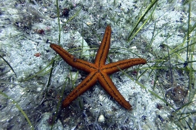 Scuba Diving for Beginners with a PADI Instructor near Heraklion - Your first underwater session near Heraklion