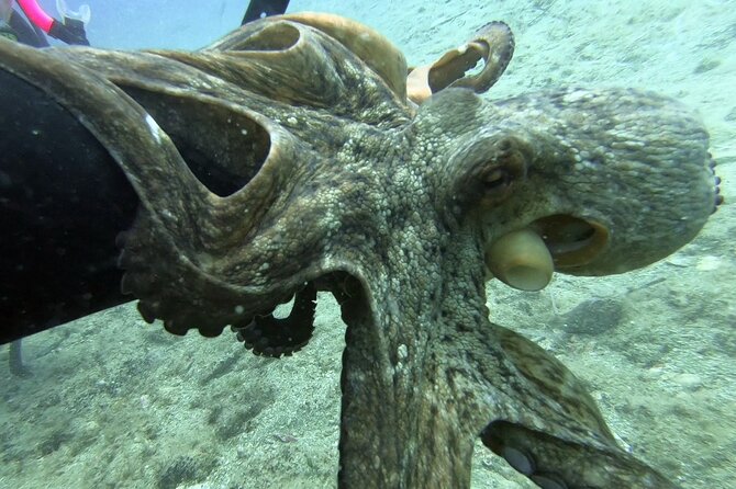 Scuba Diving for Beginners with a PADI Instructor near Heraklion - The first hour: video, equipment, and basic skills