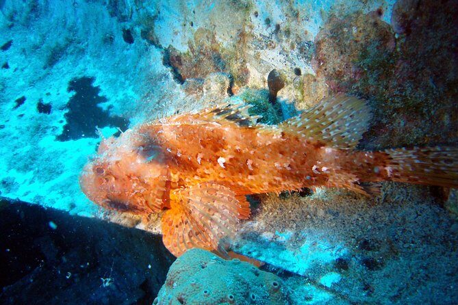 Scuba Diving in Naxos by Bluefindivers - Dive in Greece - Amazing Diving Spots - Who should book this intro scuba experience, and who might skip it