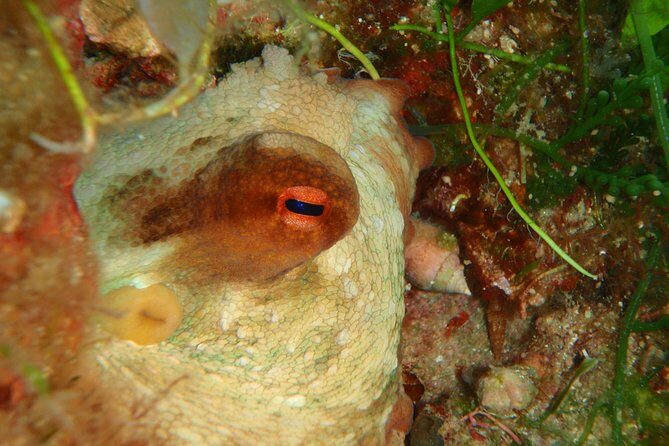 Scuba Diving in Naxos by Bluefindivers - Dive in Greece - Amazing Diving Spots - Should you book Blue Fin Divers for intro scuba in Naxos