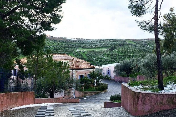 Semi Private Wine and Olive Oil tour (Transfer & Lunch Incl.) - A practical half-day you can actually enjoy