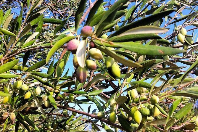 Semi Private Wine and Olive Oil tour (Transfer & Lunch Incl.) - Tastings you’ll feel in your memory