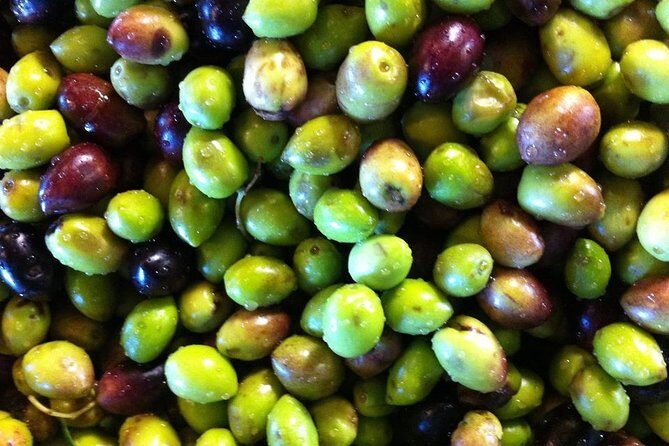 Semi Private Wine and Olive Oil tour (Transfer & Lunch Incl.) - Price and value: what you’re paying for