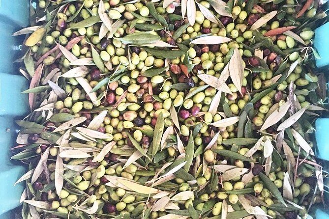 Semi Private Wine and Olive Oil tour (Transfer & Lunch Incl.) - Who this tour suits best (and who might want a different plan)