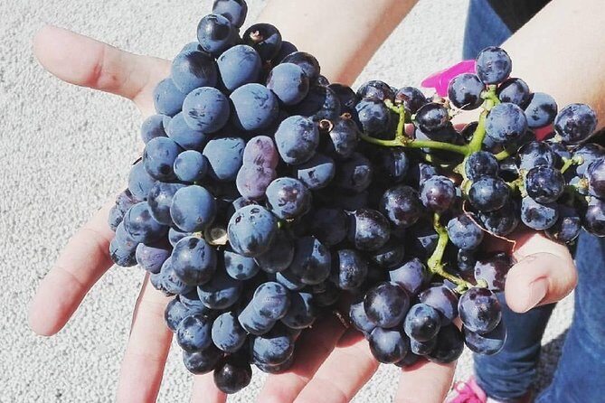 Semi-Private Wine Discovery Tour in Chania - What the countryside drives add (and what you should bring)