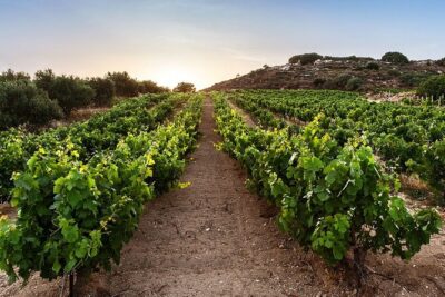 Semi Private Wine Tour of 2 wineries with Transfer and Lunch - Titakis Wines and the Fabrika Wine Experience