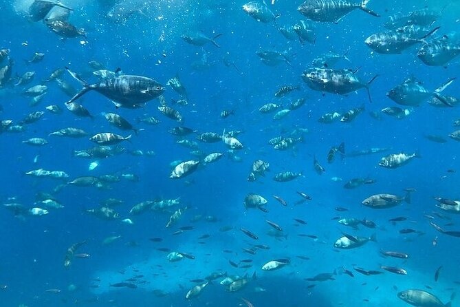 Semi-Submarine Tour from Agios Nikolaos - Weather, timing, and cancellation details