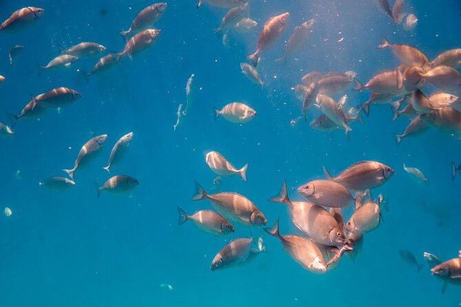 Semi-Submarine Tour from Agios Nikolaos - The best way to set expectations