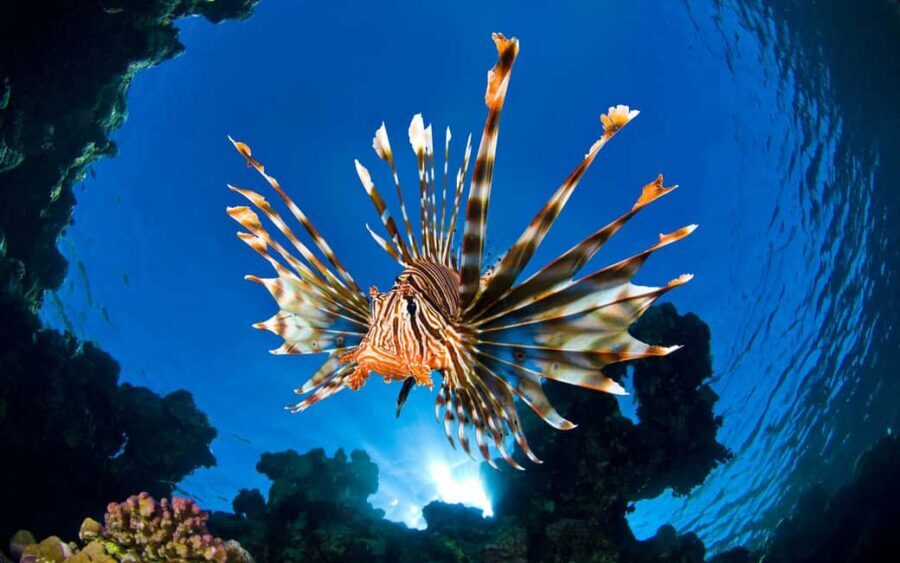 Sithonia: Scuba Diving Experience for Beginners - Price and value: what $87 really buys you