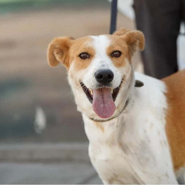 Skiathos: Dog Shelter Visit, Hike & Cooking Class with Lunch - Morning Plan on Skiathos: Hotel Pickup to the Hills