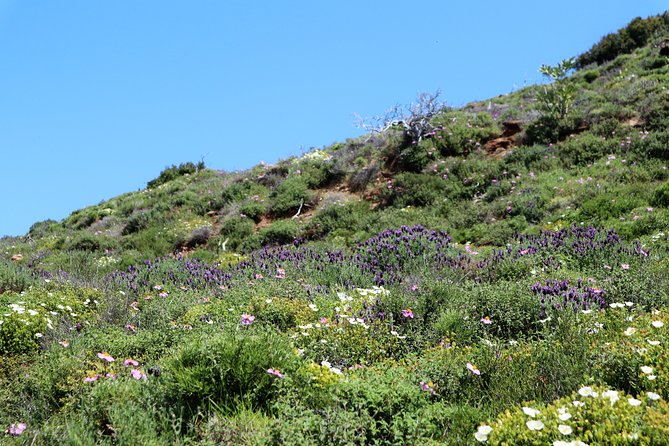 Small-Group Guided Hiking Tour in Andros with picnic on the beach - Group size, pace, and physical effort