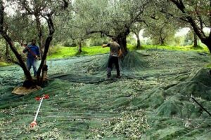 Small-Group Honey & Extra Virgin Olive Oil Tasting Tour in Crete - The Idiosmos Welcome and the 1920 Story That Gives Context