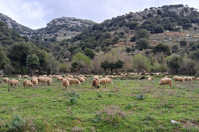 Small Group Tour to Knossos Palace Lasithi Plateau & Olive Mill - Coffee, raki, and the pace of Lasithi Mesa
