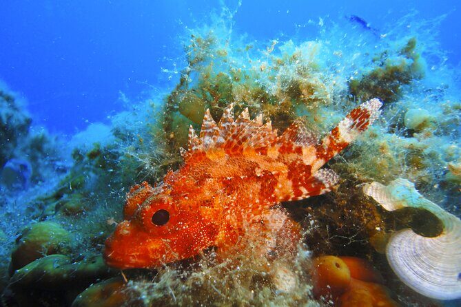 Snorkeling Adventure Trip - The snorkeling itself: what you’re likely to see