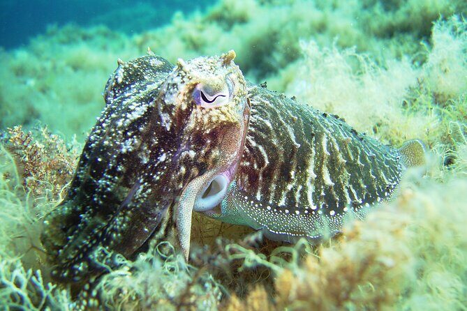 Snorkeling Adventure Trip - Pacing and group flow during your 1-hour session