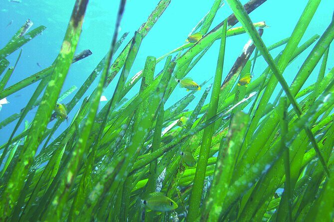 Snorkeling Adventure Trip - Service details that make Mykonos day trips less annoying
