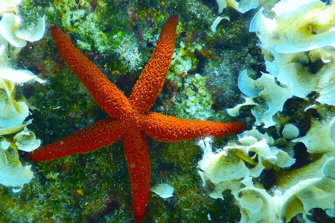 Snorkeling Adventure Trip - Price and value: what $119.48 buys you