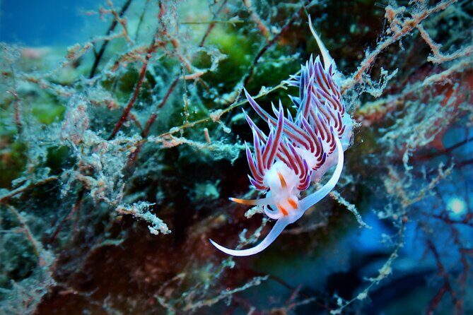 Snorkeling Adventure Trip - Gear and comfort: what’s included and what you’ll feel