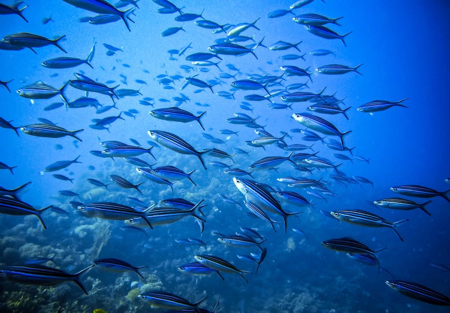 Snorkeling for beginners in crystal clear sea of Halkidiki - Is $82 a fair price?