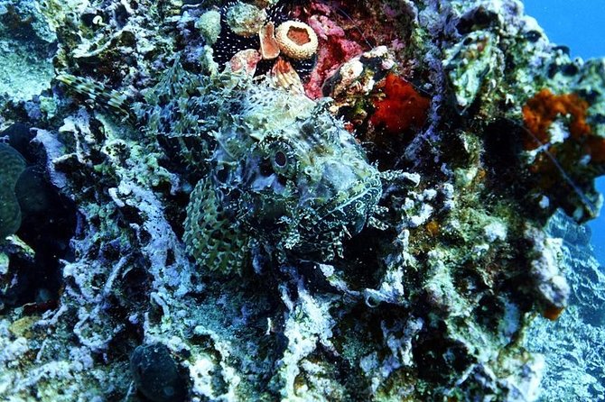 Snorkeling Fun Adventure in Athenian Riviera - Who will get the most from this outing