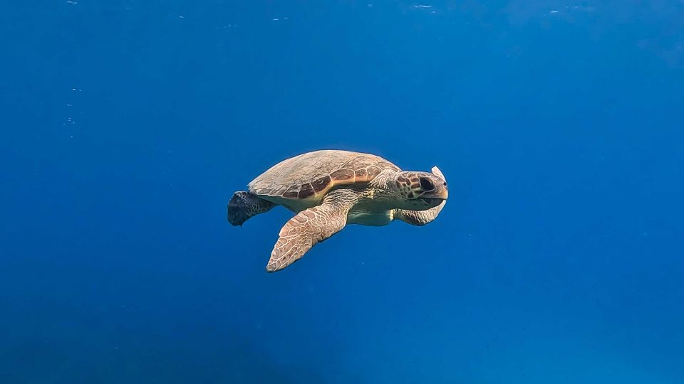 Snorkeling guided tour in beautiful Marathopoli - Key points to know before you book