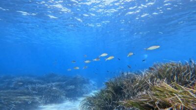 Snorkeling guided tour in beautiful Marathopoli - Meeting the Scuba Turtles team