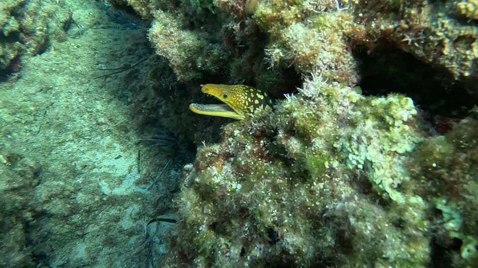 Snorkeling guided tour in beautiful Marathopoli - Swimming out to Skalákia Rocky Beach