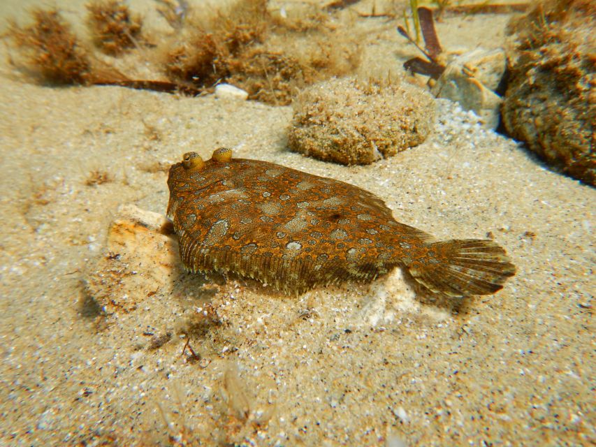 Snorkeling guided tour in beautiful Marathopoli - Marine life and the Loggerhead possibility