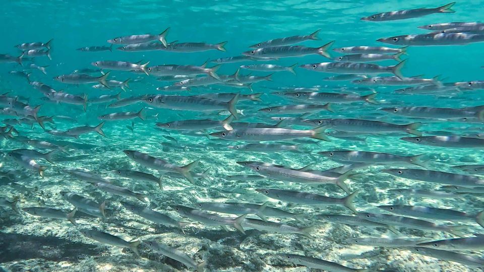 Snorkeling guided tour in beautiful Marathopoli - Who will get the most from this experience