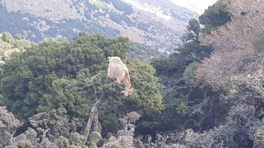South Crete: Sarakinas Gorge Hike, Swim & Jeep Safari - Jeep comfort and what to pack for a bumpy day