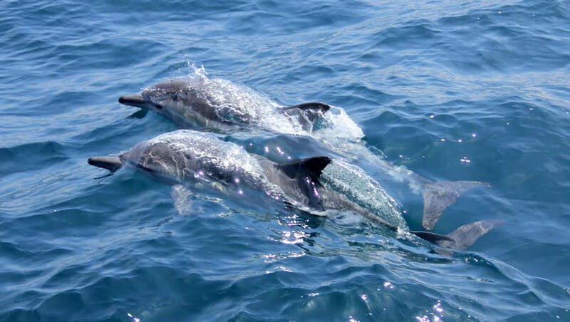 Sunshine Cruise from Halkidiki - Key highlights at a glance