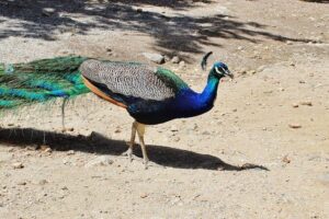 The Best of Rhodes & Lindos: Full Island Tour (Small Group) - Pickup, timing, and what the small group means
