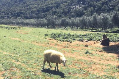 The Cretan Way of Life at the mountains of Rethymno (Mylopotamos) - The drive to Vosakos Monastery