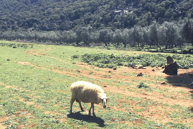 The Cretan Way of Life at the mountains of Rethymno (Mylopotamos) - The drive to Vosakos Monastery