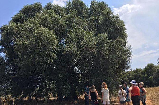 The Governor's Olive Mill Tour with Olive Oil Tasting - Walking Corfu’s olive groves before the mill