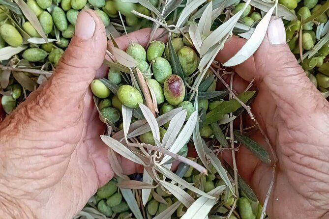 The Olive Oil Experience @ Lefkada Micro Farm - Key Highlights You Should Care About