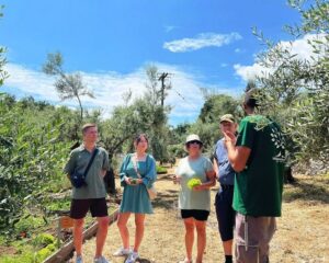 The Olive Oil Experience @ Lefkada Micro Farm - Walking the groves: White Lefkadian trees and regenerative organic practices
