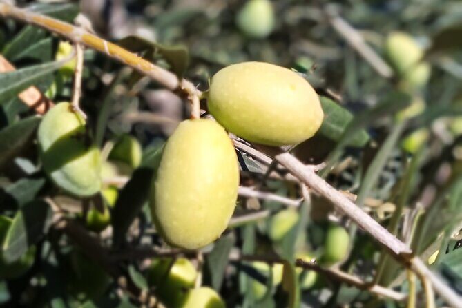 The Olive Oil Experience @ Lefkada Micro Farm - Garden Smells and Tastes: Vegetables, Fruit, or Flowers