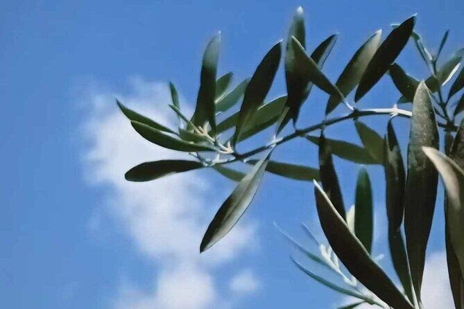 The Olive Oil Experience @ Lefkada Micro Farm - The Olive Oil ABC You Can Use at Home